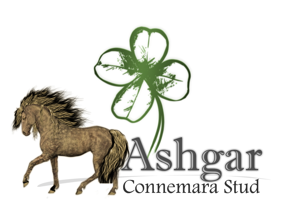 Ashgar Connemara Pony Stud