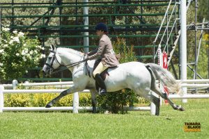 connemara pony competing